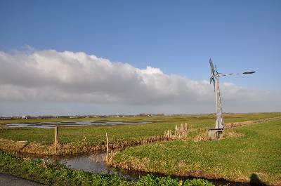 Plasdras in de weilanden van Landschap Noord-Holland aan de oostkant van de Uitgeesterweg tussen Uitgeest en Limmen