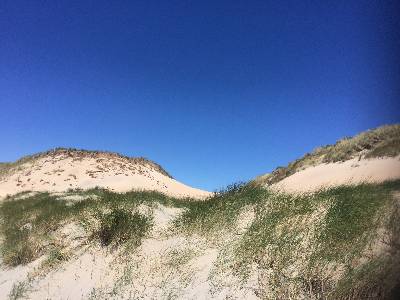 Jonge duinen bij Castricum