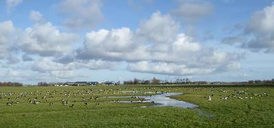 Meanderende greppel in Buitendijks Weid