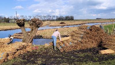 Rietoogst Hempolder