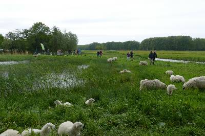 Wandelaars tijdens Oer-IJ-Expeditie