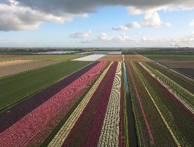 Schermer-droogmakerij-bollenland