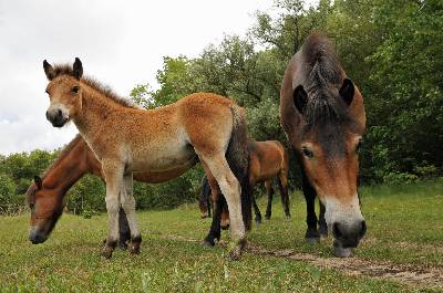 Exmoor pony's