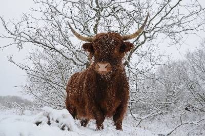 Schotse hooglander