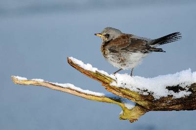 Kramsvogel