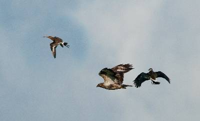 Grutto verjaagt buizerd