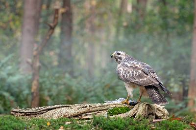 Buizerd