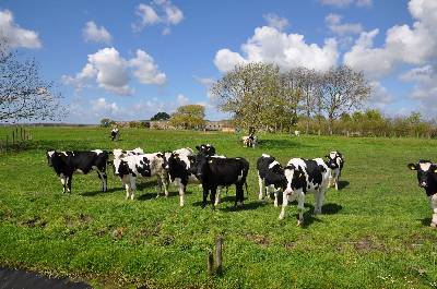 Omgeving Fort Krommeniedijk, onderdeel van Stelling van Amsterdam