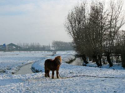 koogdijk bij Akersloot; het laatste stuk van de Middeleeuwse verlengde St. Aagtendijk