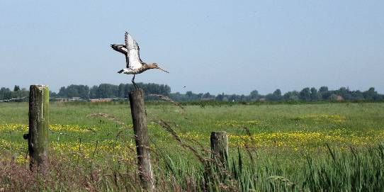 Natuurgebied 'De Vennen' van St.De Hooge Weide