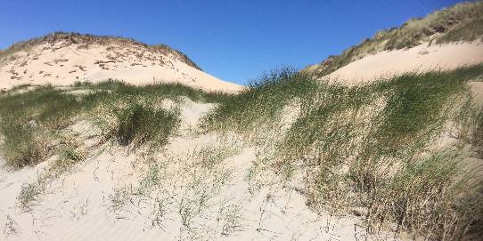 Duinen