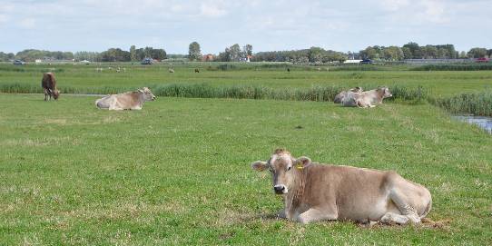 koeien hoog weide