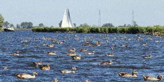 Nijlganzen op het Alkmaardermeer. FOTO John Dekker.