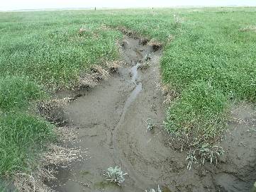 strandvlakte met geul