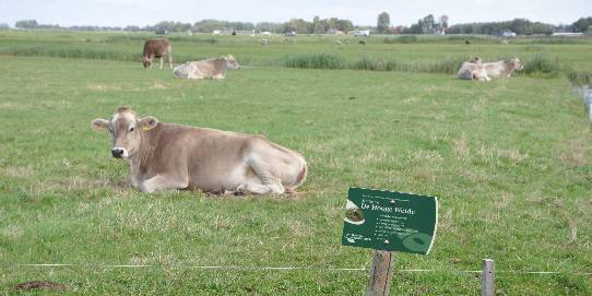 Natuurgebied Hooge Weide